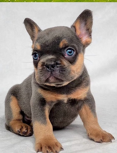 buy a Frenchie bulldog puppy for sale