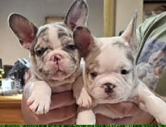buy a Frenchie bulldog puppy