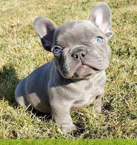 buy a Frenchie puppy
