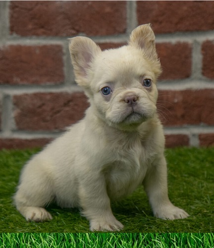 buy a fluffy French bulldog puppy