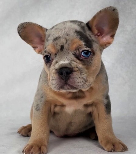 cost price French bulldogs
