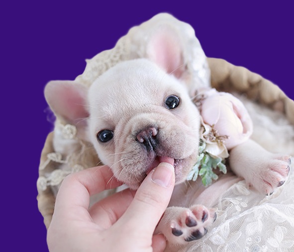 exotic frenchies price