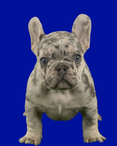 fluffy merle French bulldog puppies