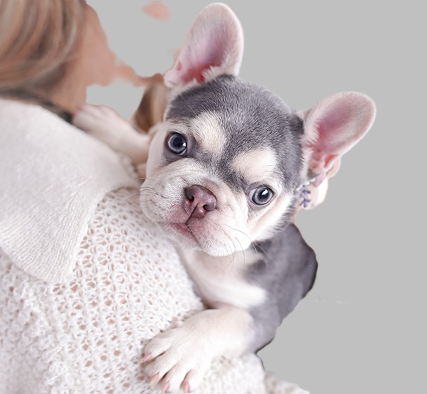 french bulldog cross english bulldog for sale