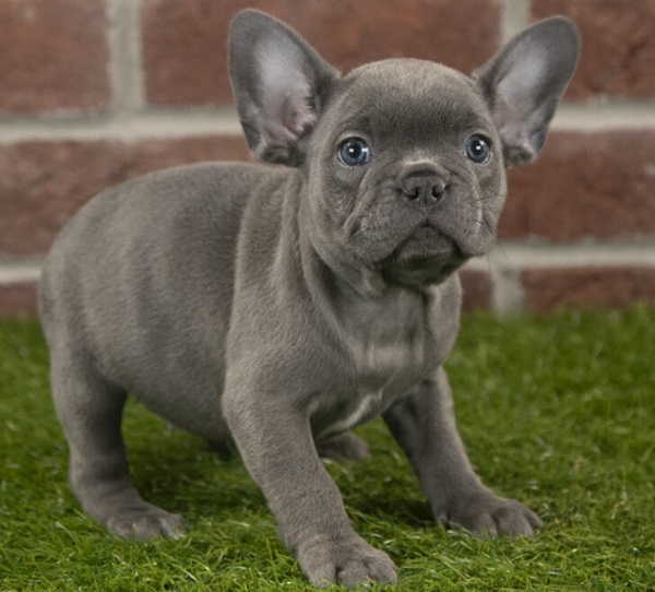 french bulldog dachshund mix puppies