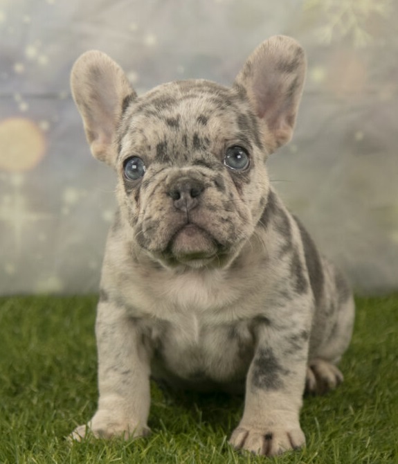 french bulldog dog breeder