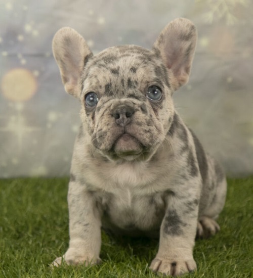french bulldog doodle breeds