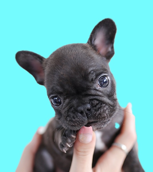 french bulldog yorkie mix puppies