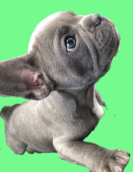 frenchie dog vs french bulldog