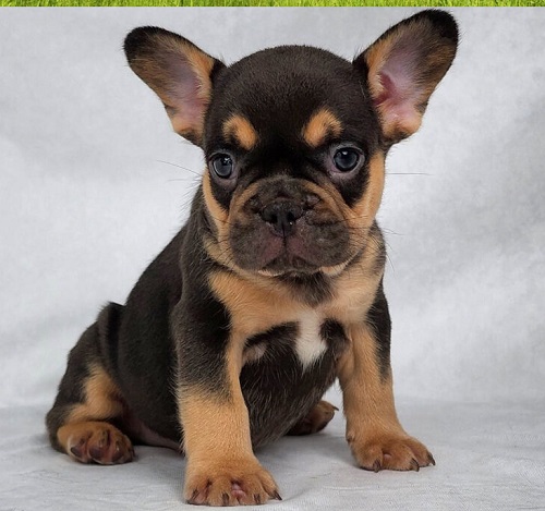 how much French bulldog puppy cost