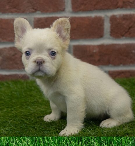 long haired French bulldog puppy