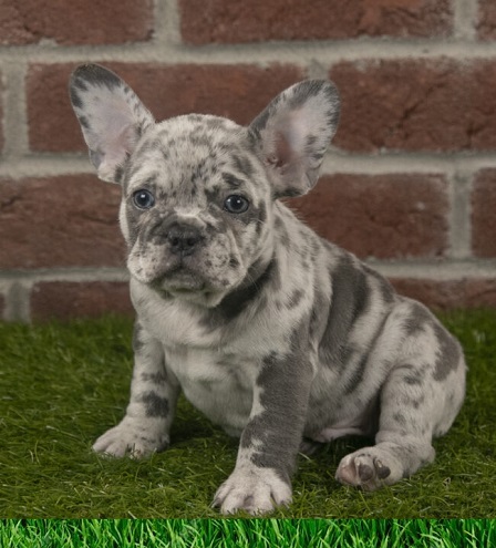 merle French bulldog for sale