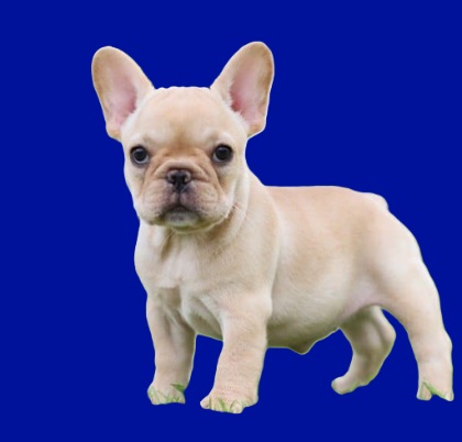 mini French bulldog puppy price
