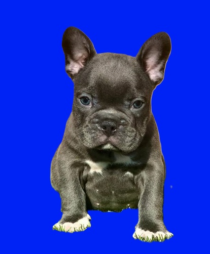 mini Frenchie's weight