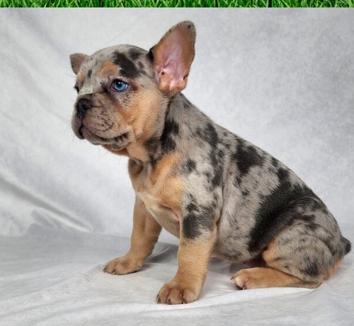 most expensive French bulldog color