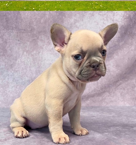 swollen vulva on a French Bulldog
