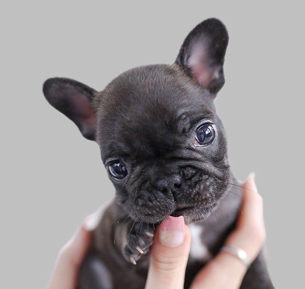 teacup french bulldog rescue chicago