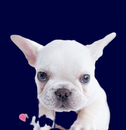 white fluffy French bulldog
