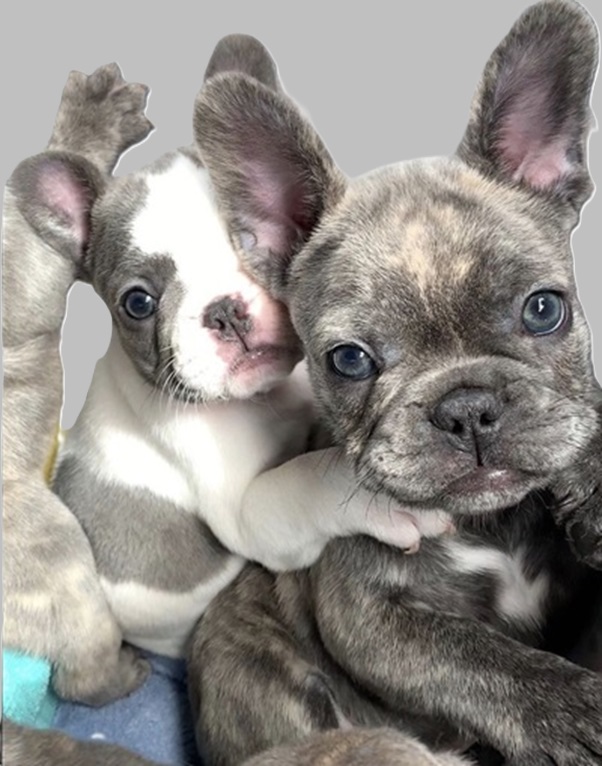$500 dollar Puppies at pottyregisteredpuppies.com
