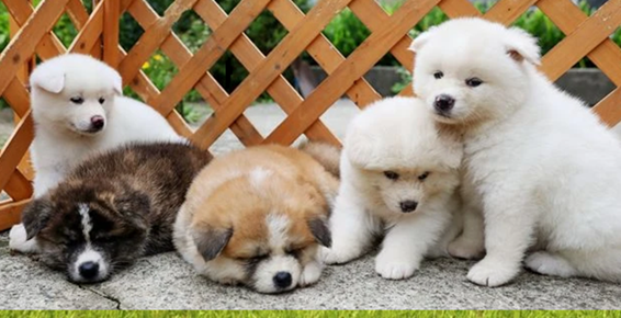 Akita Inu Puppies