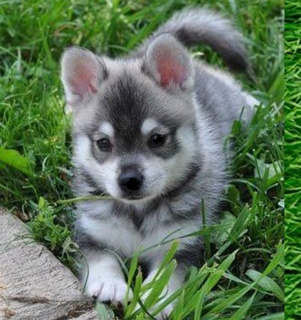 Alaskan Klee Kai Toy puppy