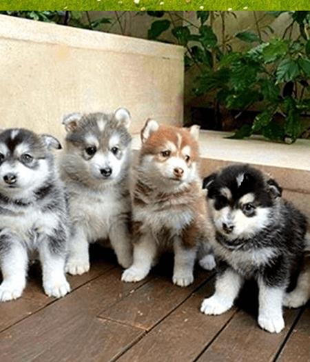 Alaskan Malamute white puppy