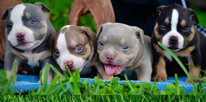 American Bully puppy