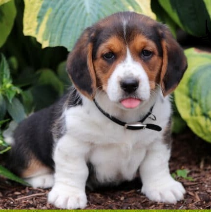 American English Coonhound