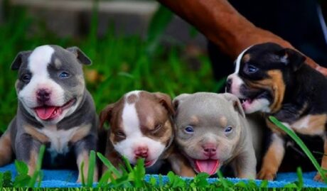 American Pitbull bully