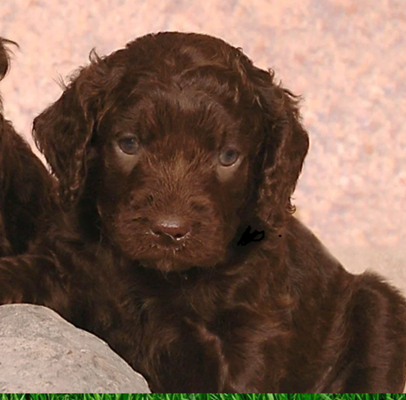 American Water Spaniel
