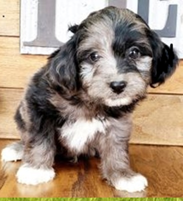 Aussiedoodle