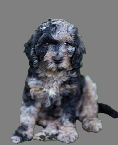 Australian Labradoodle puppies