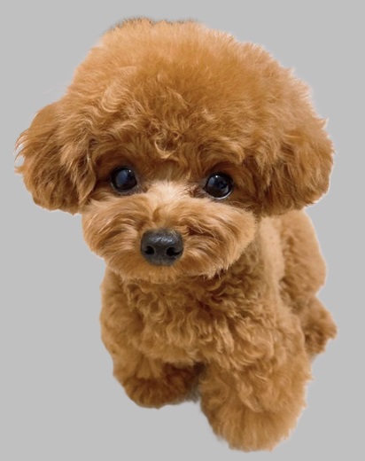 Average cost price of a puppy usa