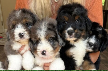 Bernedoodle dog