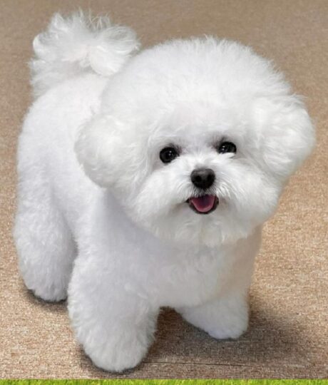 Bichon Frisé dog