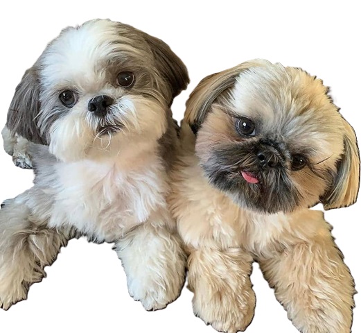 Buy sell puppies USA