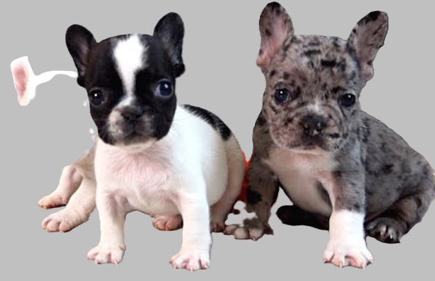 Buying French bulldog puppies for sale