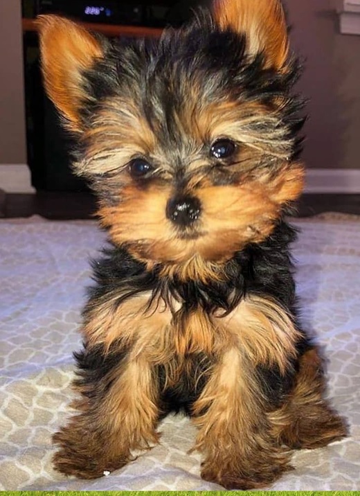 Cheap Yorkie puppies for sale