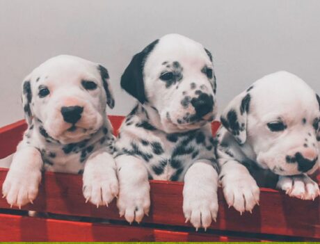 Dalmatian dog