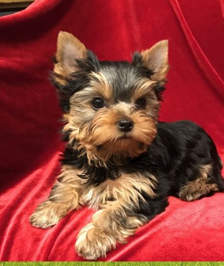 Find a puppy Yorkie Puppies
