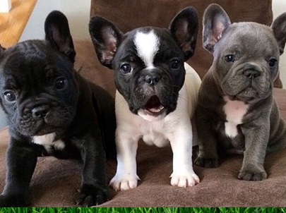 French Bulldog Puppies Glendale Arizona