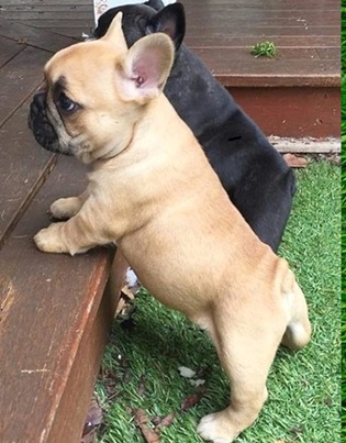 French Bulldog Puppy for Sale in Douglas Arizona