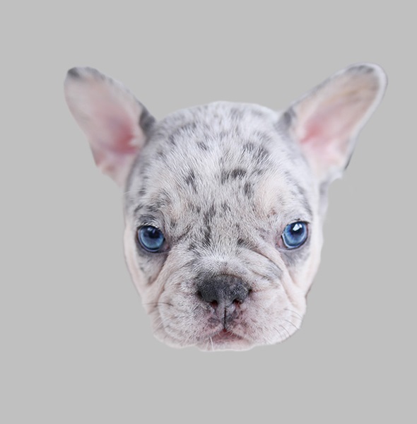 French bulldog Puppies $1000 dollars