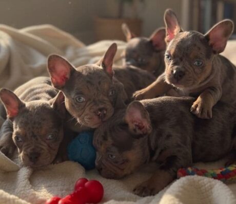 French bulldog Puppies Price