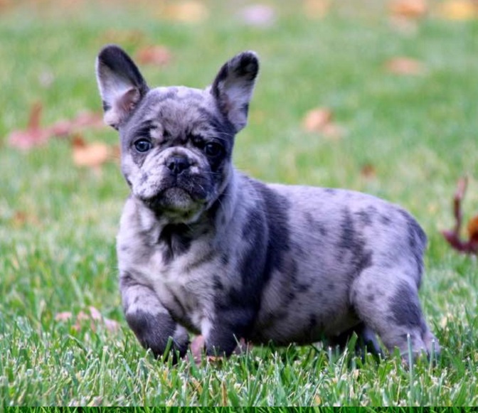 French bulldog mixed with Pitbull puppies for sale