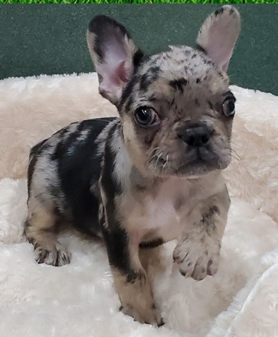 French bulldog poodle cross