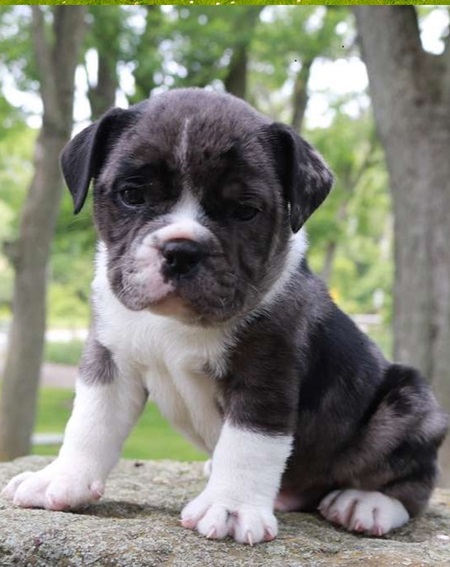 French Bulldog Pug mix puppies