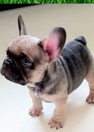 Frenchie Bulldog Puppies Gila Bend Arizona