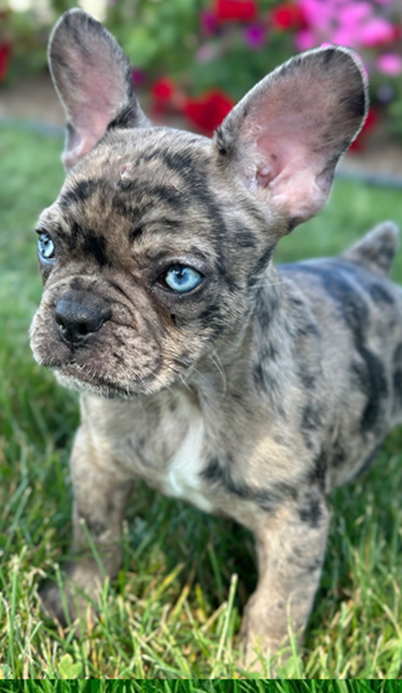 Frenchie mix puppies