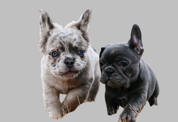 Frenchie puppies for sale